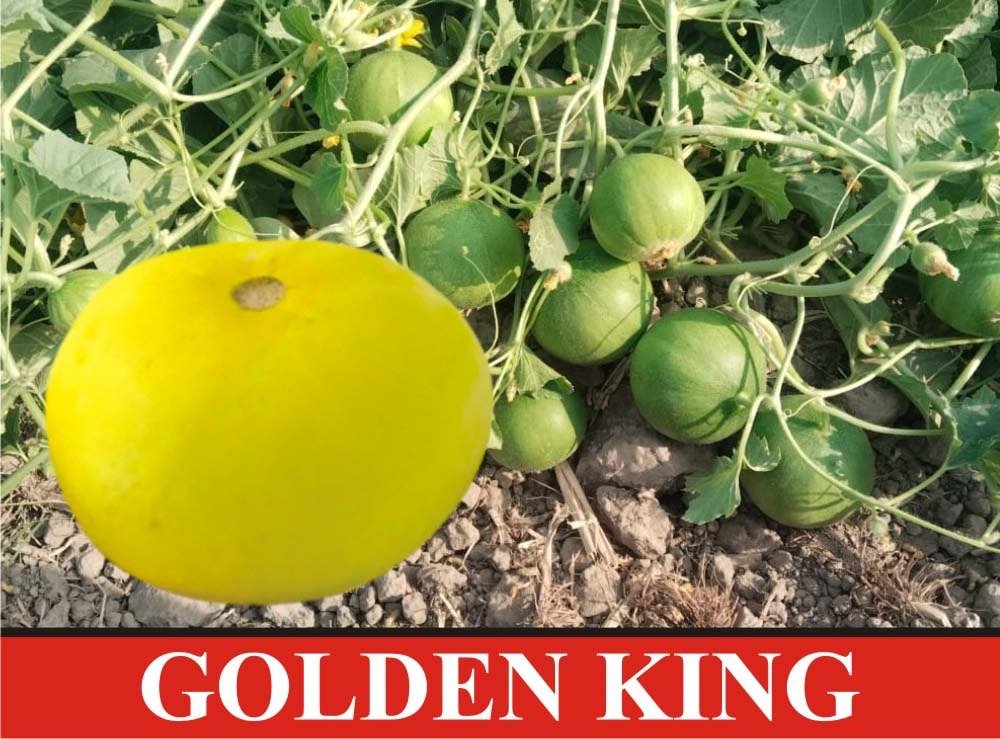 Golden King Melon