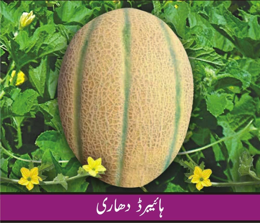 Hybrid Dhari Melon