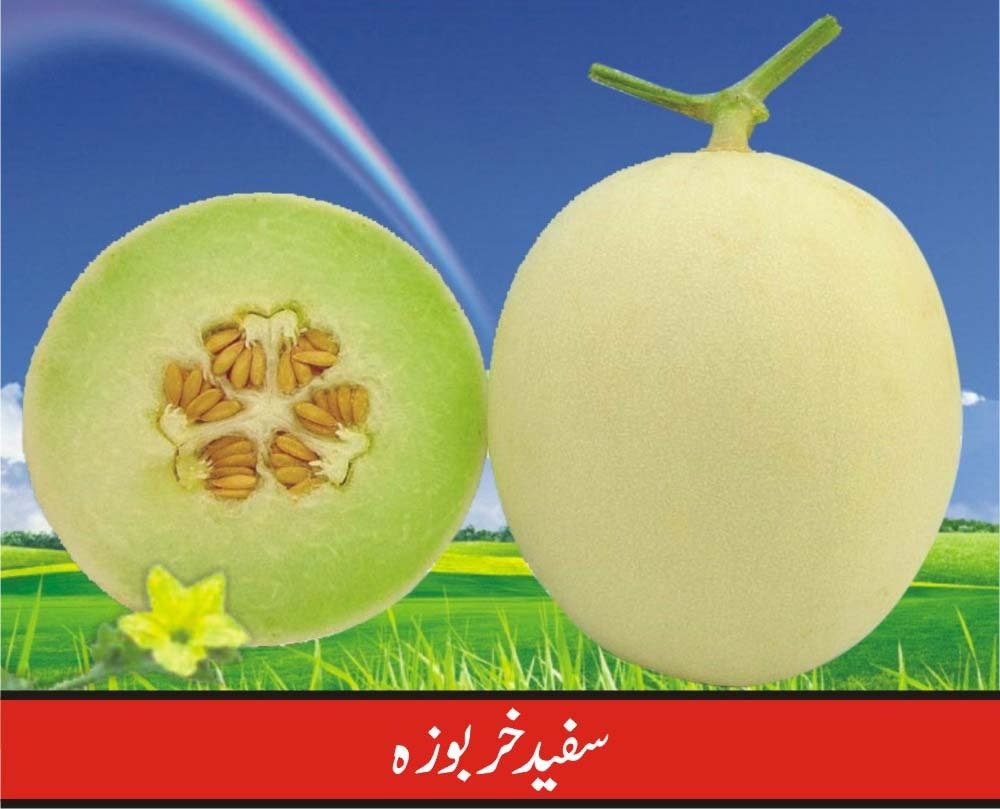 Safed Kharbooza