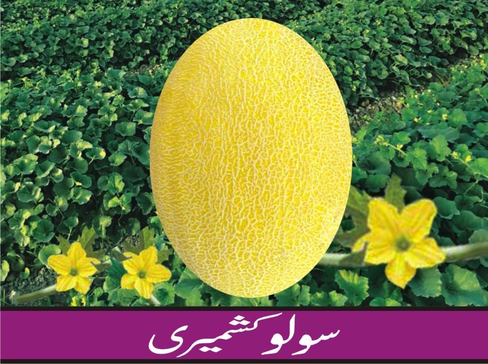 Solo Kashmiri Melon