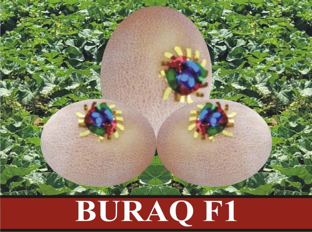 Buraq Melon