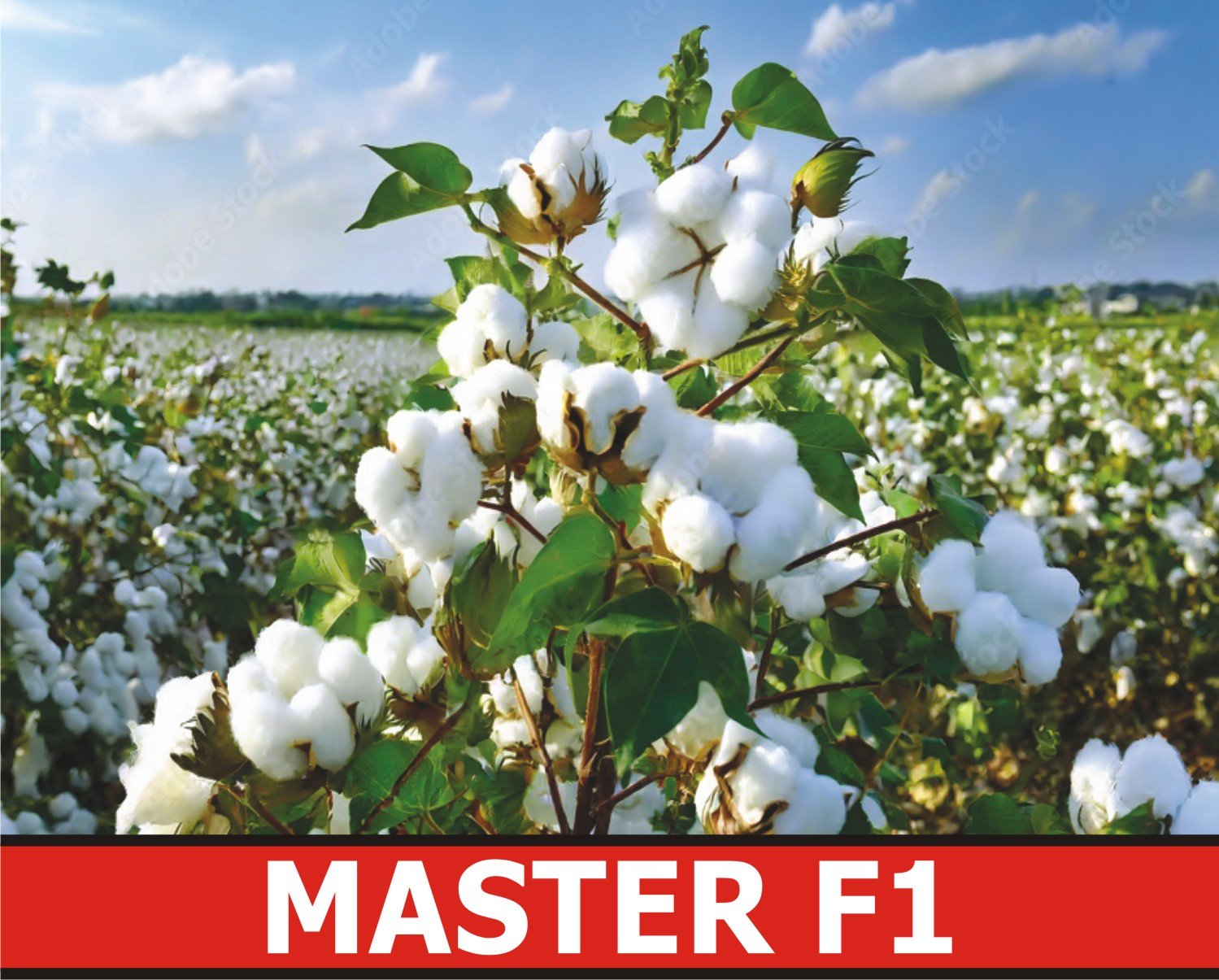 Master F1 Cotton Seed
