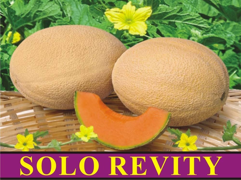 Solo Revity Hybrid Melon