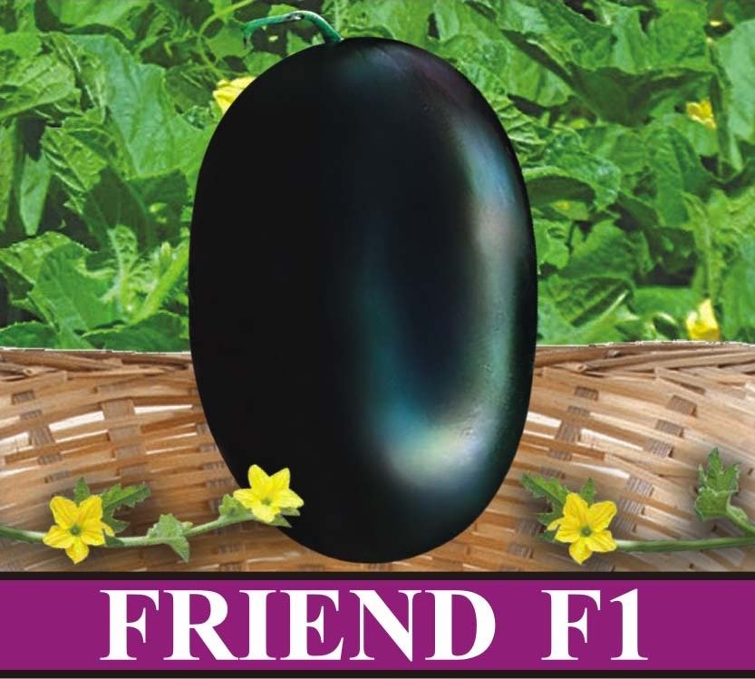 Friend F1 Watermelon